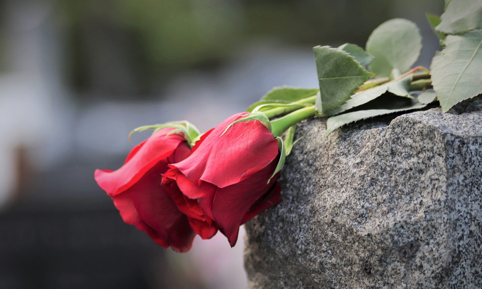 Zwei rote Rosen auf Grabstein